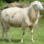 sheep, wool, sheepskin, sheep, sheep, sheep, sheep, sheep