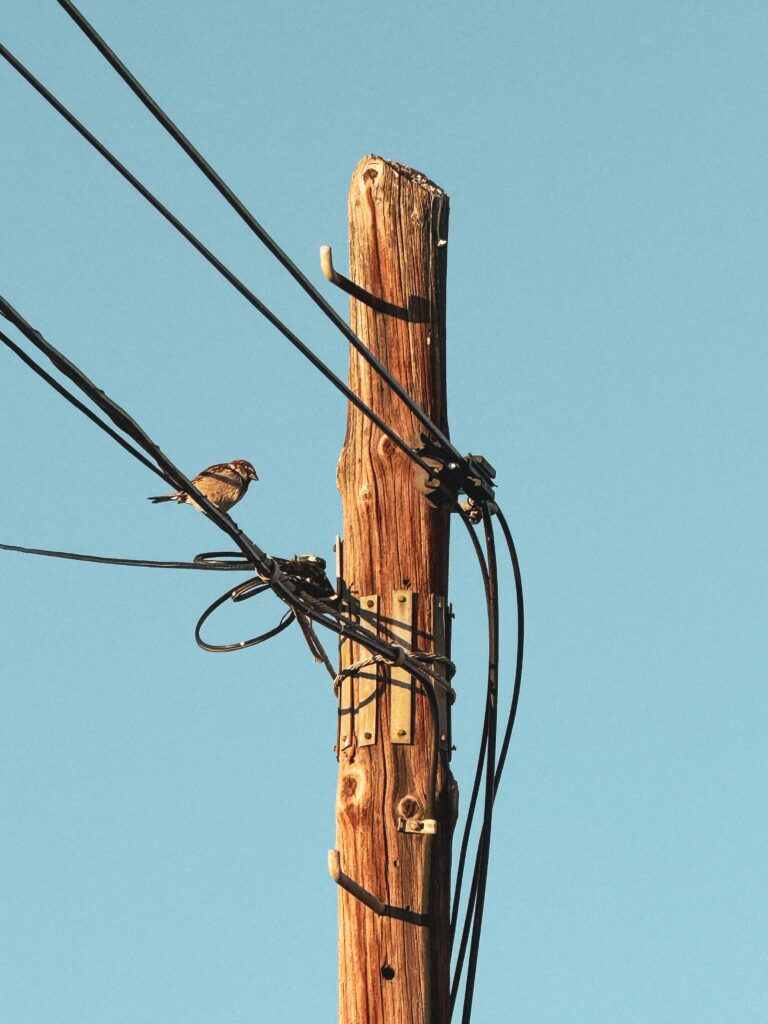 A sparrow perched on a wooden utility pole with overhead cables against a clear blue sky.